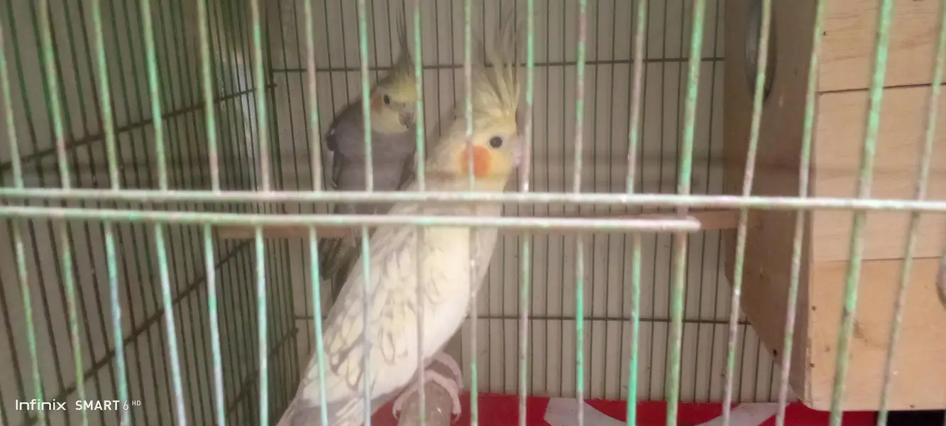 cocktail breeder pair — photo 4