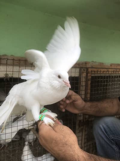 Nasli Fancy kabootar pair for sell / pigeon