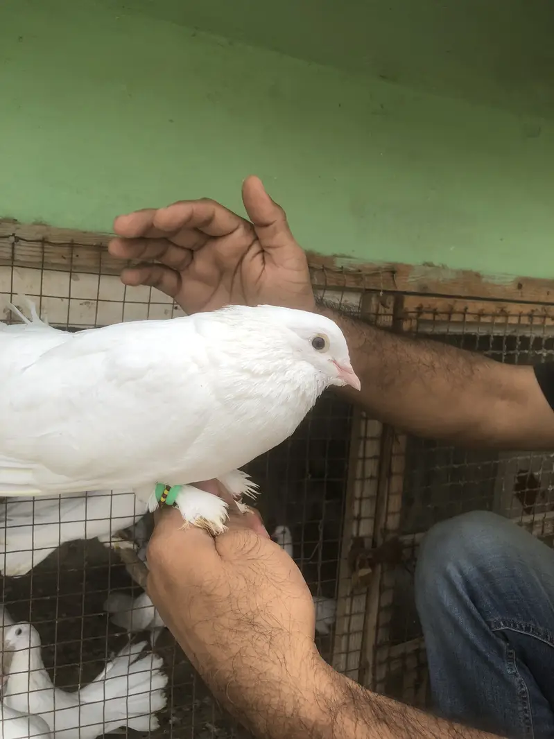 Nasli Fancy kabootar pair for sell / pigeon — photo 2