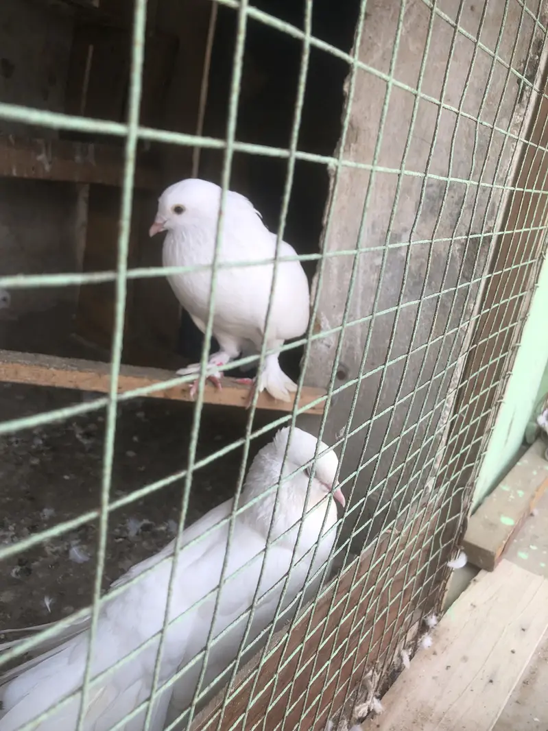 Nasli Fancy kabootar pair for sell / pigeon — photo 3