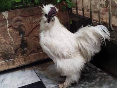 Silkie Male