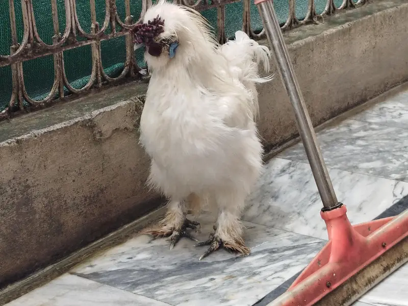 Silkie Male — photo 2