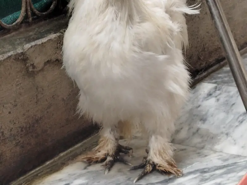Silkie Male — photo 3