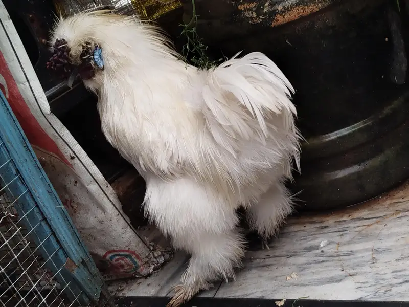 Silkie Male — photo 4