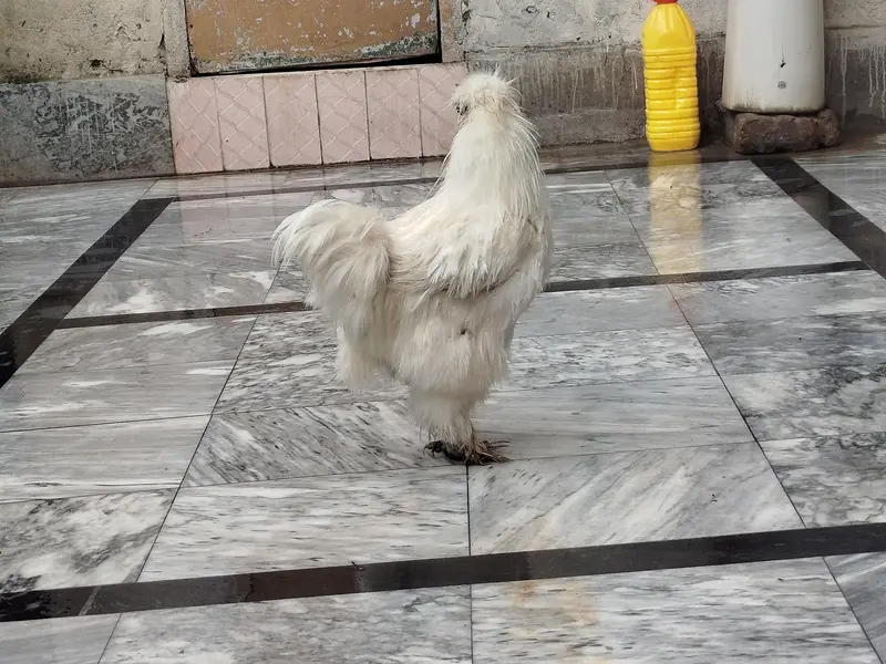 Silkie Male — photo 5