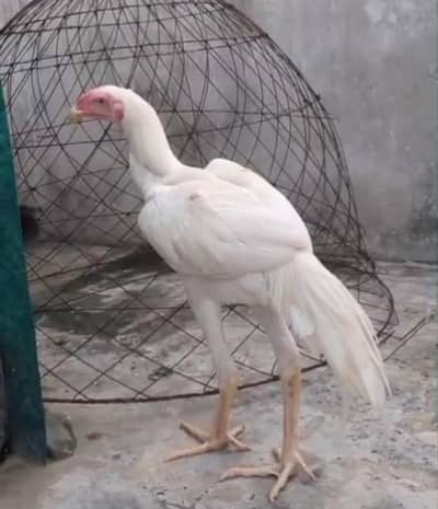 paper white shamo