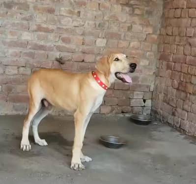 Bully puppy for sale