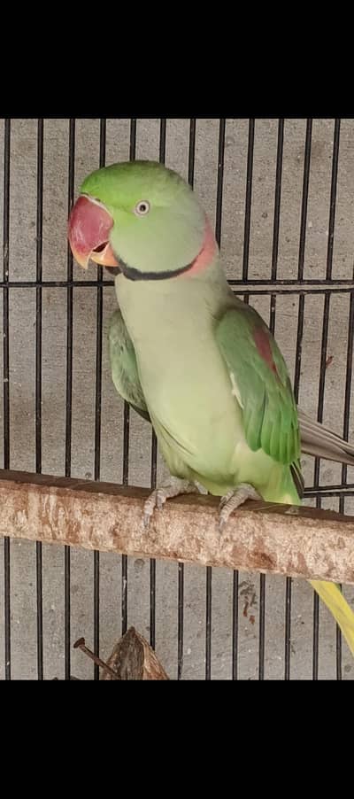 Kashmiri Parrot.