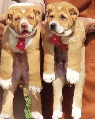 King alabai | alabai puppies pair | alabai dog for sale | Alabai