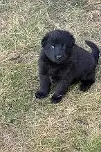 Black German Shepherd Pair | long coat | German Shepherd female ,male — photo 3