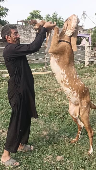 makhi cheena bakra
