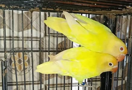 decino opaline