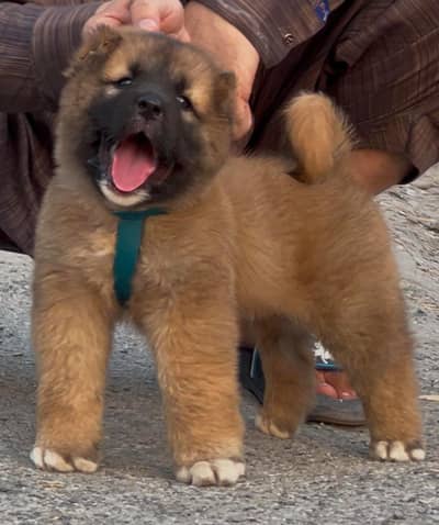 Kangal | pure Kangal |original Kangal puppy | Turkish kangal dog