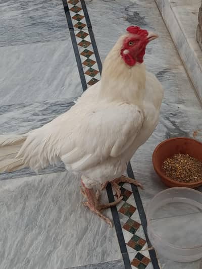 Aseel Heera