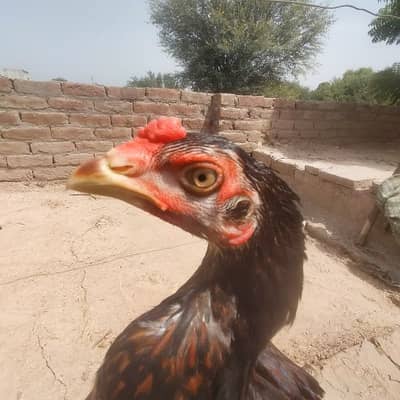 Mainwali Aseel 0.3. 0.1. 5.3. 0.4. 7.0. 6