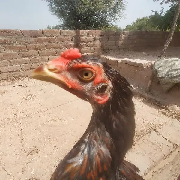 Mainwali Aseel 0.3. 0.1. 5.3. 0.4. 7.0. 6 — photo 2