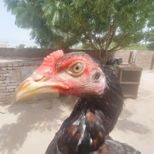 Mainwali Aseel 0.3. 0.1. 5.3. 0.4. 7.0. 6 — photo 3