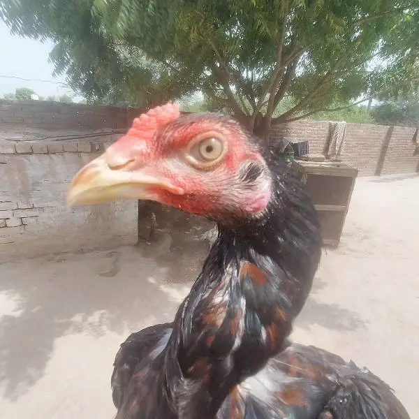 Mainwali Aseel 0.3. 0.1. 5.3. 0.4. 7.0. 6 — photo 4