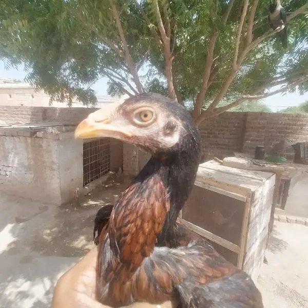 Mainwali Aseel 0.3. 0.1. 5.3. 0.4. 7.0. 6 — photo 5