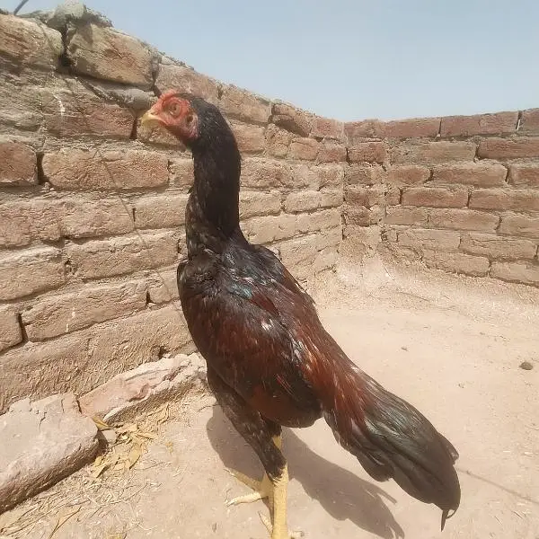 Mainwali Aseel 0.3. 0.1. 5.3. 0.4. 7.0. 6 — photo 6