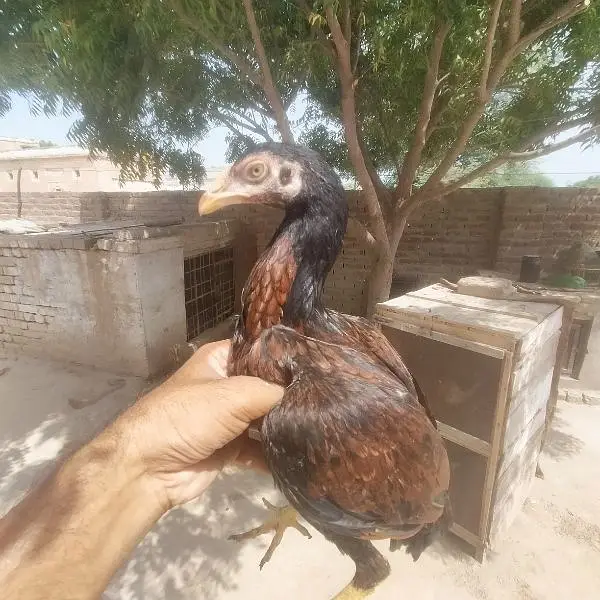 Mainwali Aseel 0.3. 0.1. 5.3. 0.4. 7.0. 6 — photo 7
