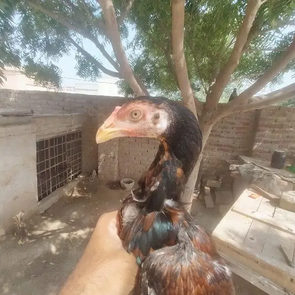 Mainwali Aseel 0.3. 0.1. 5.3. 0.4. 7.0. 6 — photo 8