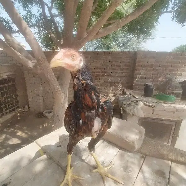 Mainwali Aseel 0.3. 0.1. 5.3. 0.4. 7.0. 6 — photo 9