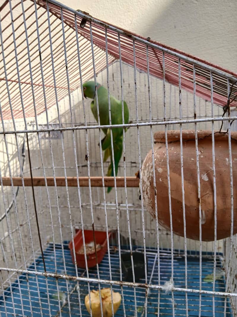 perot 2