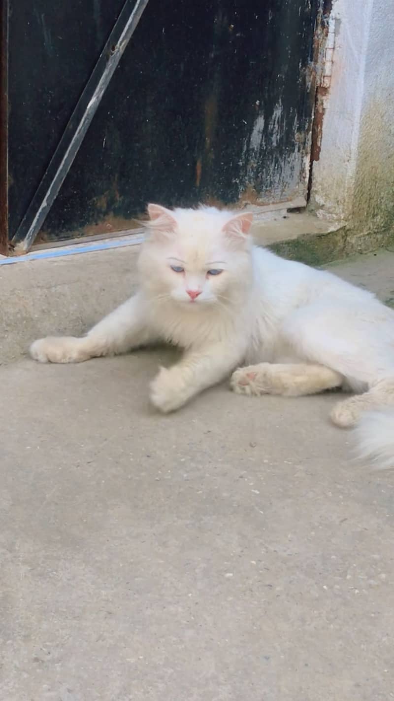 White cat 0