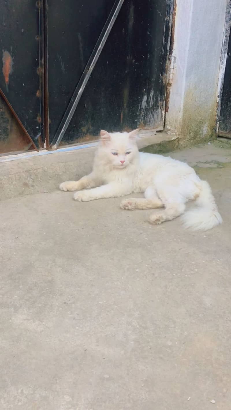 White cat 1