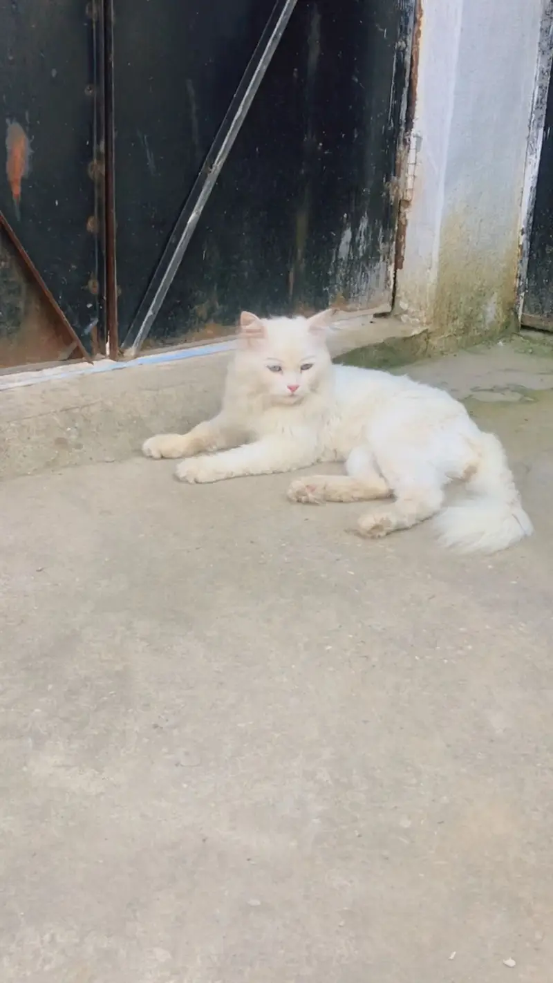 White cat — photo 2