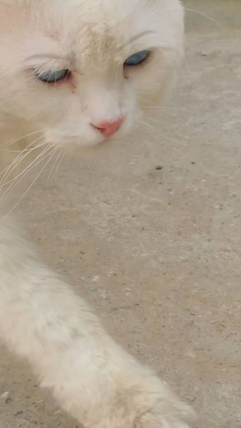 White cat 2