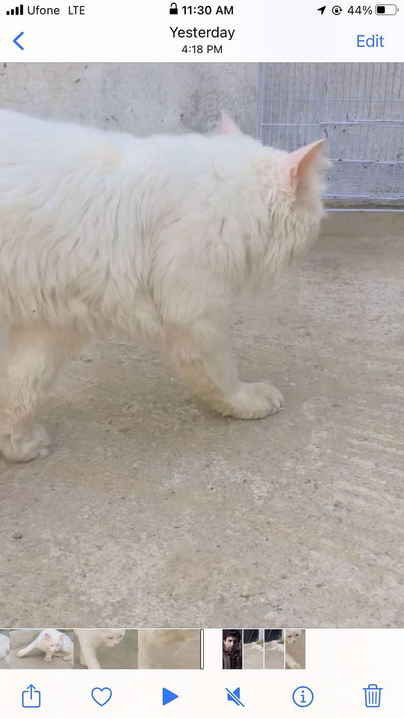 White cat 3