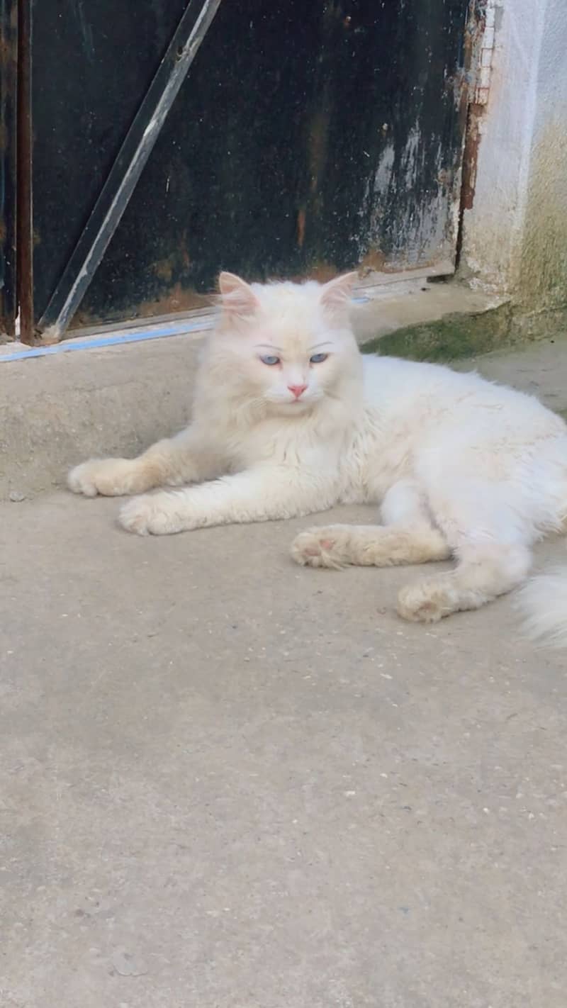 White cat 4