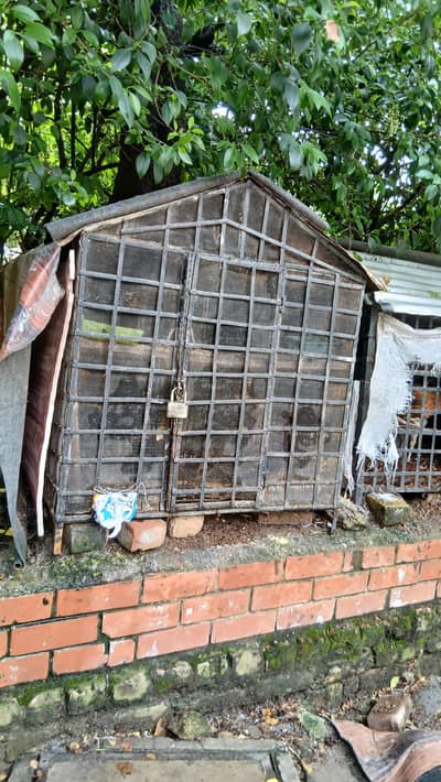 2 Murgi Pingra For sale