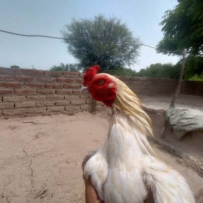 Amroha Aseel  03015304706