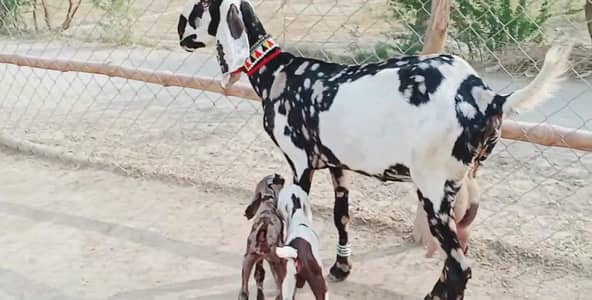 2 Bacchon ka sath Desi Bakri For Sale call _03259597057