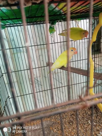 Lovebird pair for sale - Male +Female