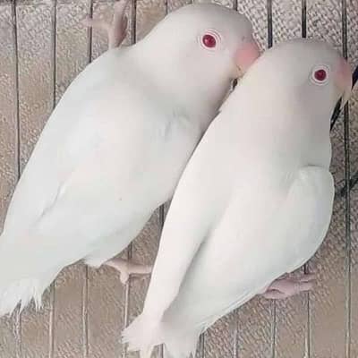 albino red aye confirm pair