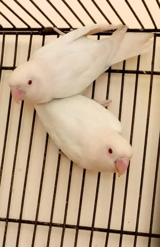 albino red aye confirm pair — photo 2