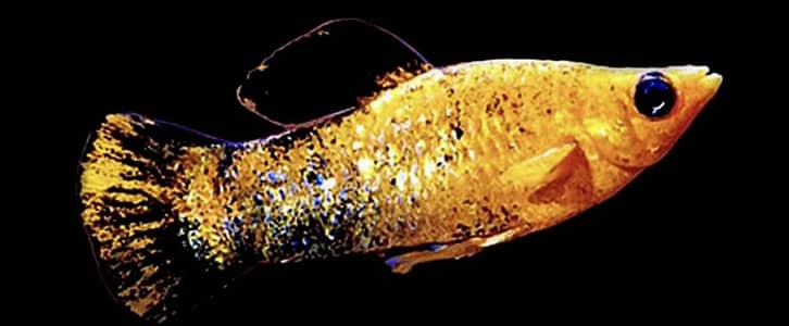 molly fishes for pair