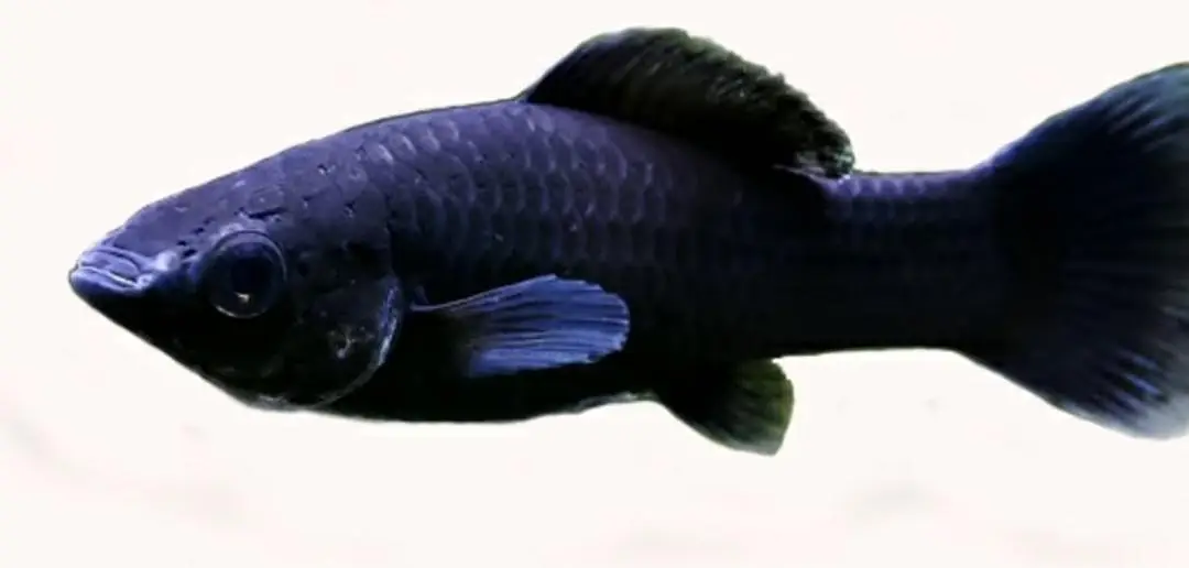 molly fishes for pair — photo 2
