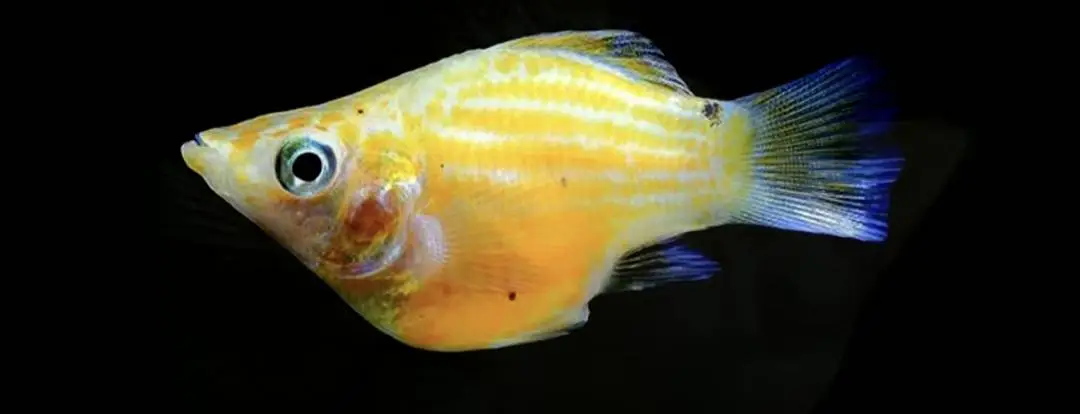molly fishes for pair — photo 3