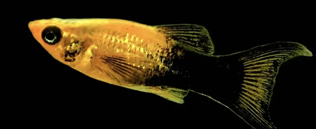 molly fishes for pair — photo 4