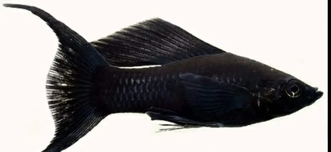 molly fishes for pair — photo 5