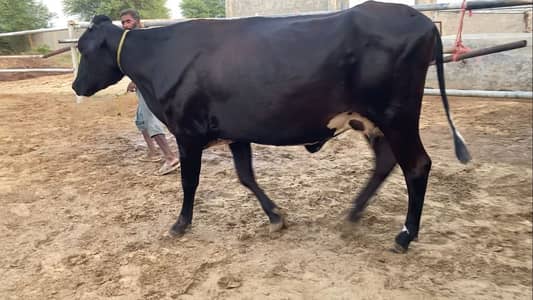 Premium Cross Cow