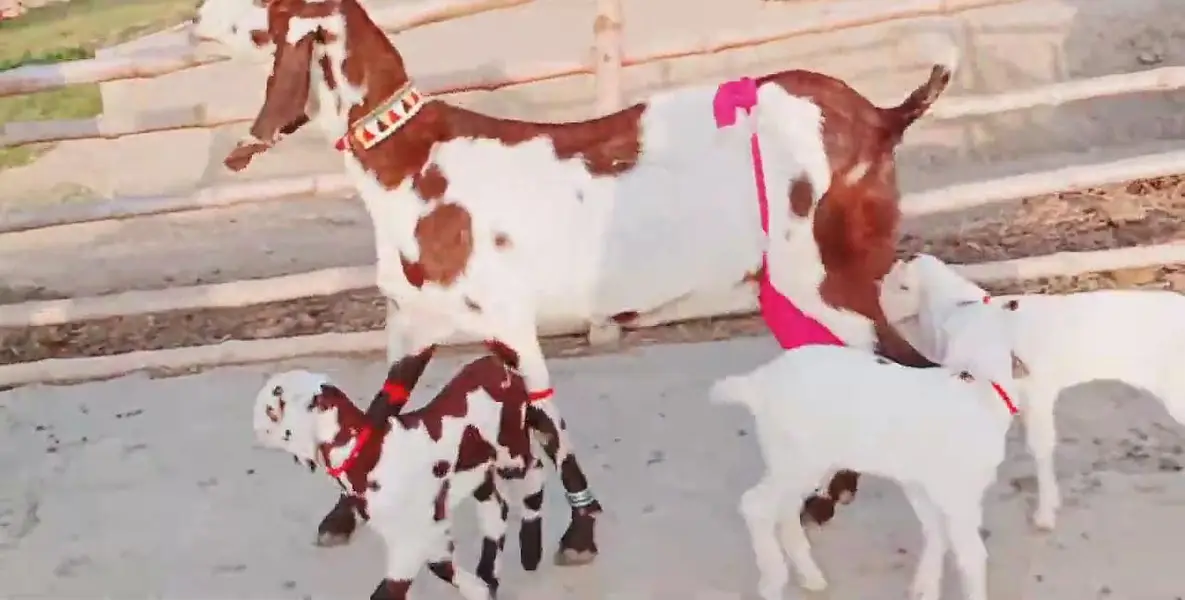 3 Bacchon Ka Sath Desi Bakri For Sale _ 03259597057 — photo 4