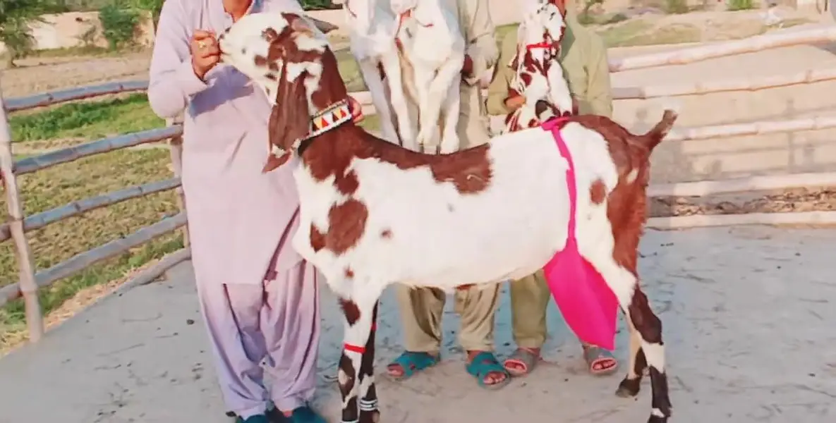 3 Bacchon Ka Sath Desi Bakri For Sale _ 03259597057 — photo 5