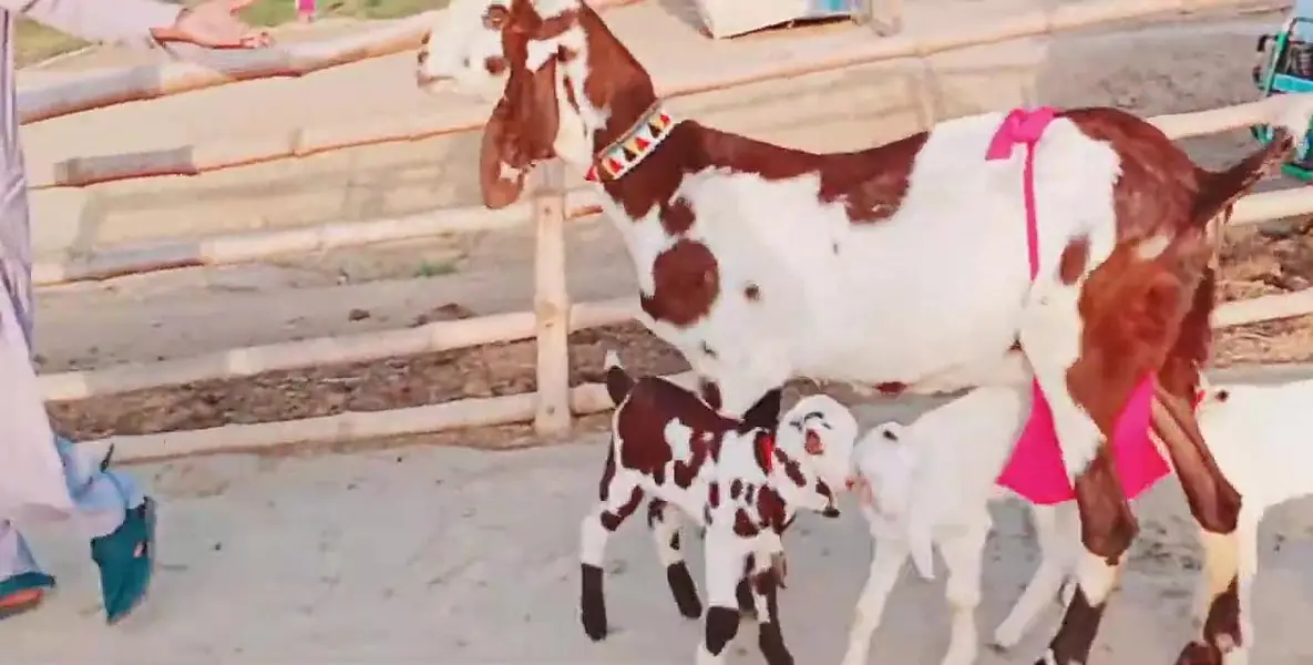 3 Bacchon Ka Sath Desi Bakri For Sale _ 03259597057 — photo 8