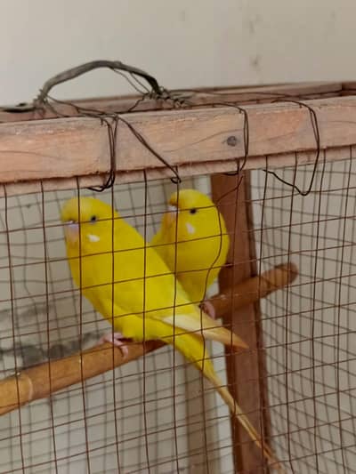 Healthy and Active breeder pair red eye female or black eye male